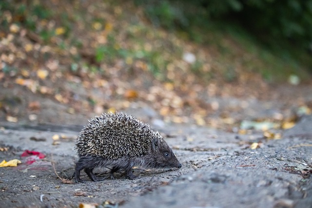 儘管曼聯今 儘管曼聯今